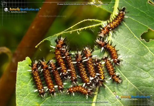Thumbnail caterpillar image of the Milkweed Tussock Moth