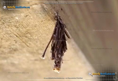 Thumbnail image #2 of the Mini Bagworm Moth