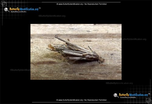Thumbnail image #3 of the Mini Bagworm Moth
