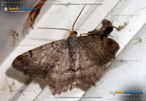 Thumbnail image #1 of the Minor Angle Moth