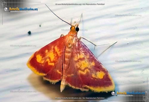 Thumbnail image #1 of the Mint-loving Pyrausta Moth