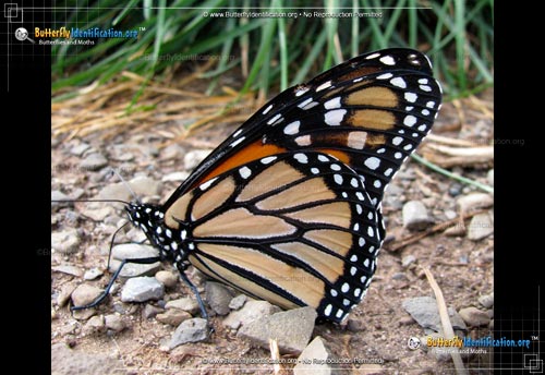 Thumbnail image #2 of the Monarch Butterfly