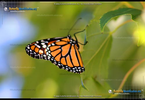 Thumbnail image #3 of the Monarch Butterfly