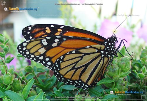 Thumbnail image #4 of the Monarch Butterfly