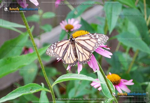 Thumbnail image #5 of the Monarch Butterfly