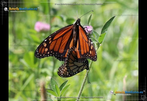 Thumbnail image #6 of the Monarch Butterfly