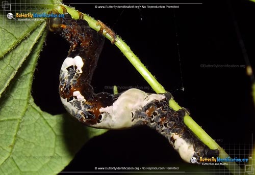 Thumbnail image #2 of the Moonseed Moth