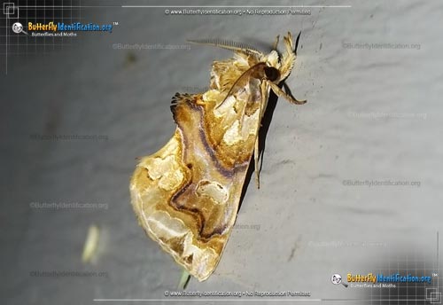 Thumbnail image #1 of the Moonseed Moth