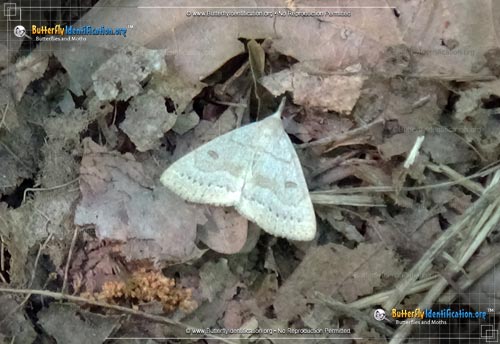 Thumbnail image #1 of the Morbid Owlet Moth