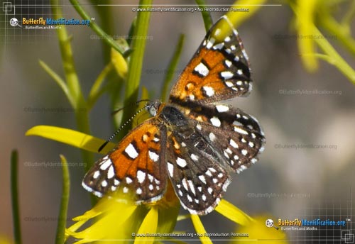 Thumbnail image #4 of the Mormon Metalmark Butterfly