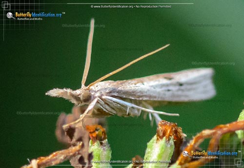 Thumbnail image #2 of the Mottled Grass-veneer Moth