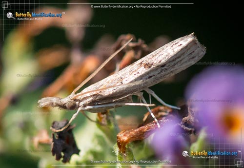 Thumbnail image #1 of the Mottled Grass-veneer Moth