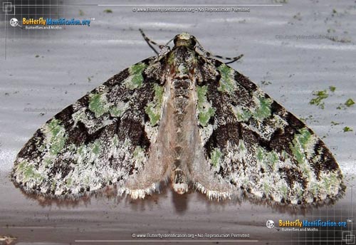 Thumbnail image #1 of the Mottled Gray Carpet Moth