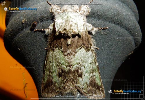 Thumbnail image #1 of the Mottled Prominent Moth
