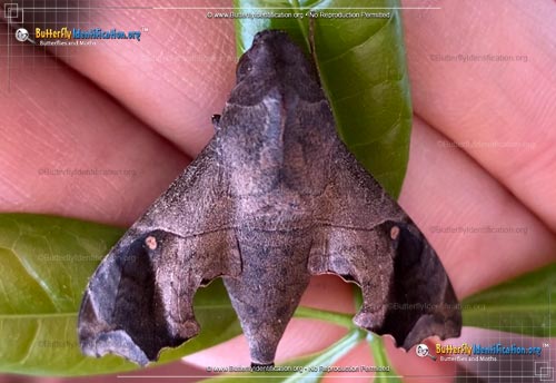 Thumbnail image #2 of the Mournful Sphinx Moth