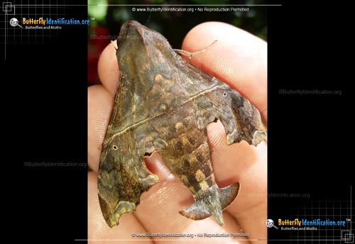 Thumbnail image #3 of the Mournful Sphinx Moth
