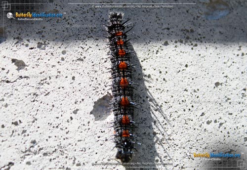 Thumbnail caterpillar image of the Mourning Cloak Butterfly