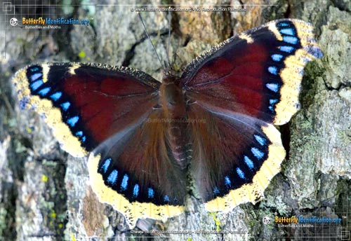 Thumbnail image #1 of the Mourning Cloak Butterfly