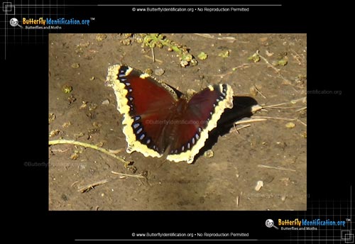 Thumbnail image #2 of the Mourning Cloak Butterfly