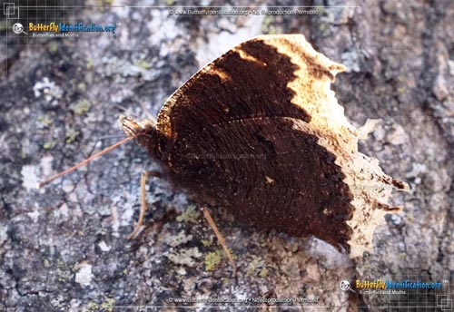 Thumbnail image #3 of the Mourning Cloak Butterfly