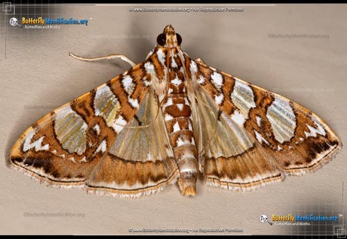Thumbnail image #1 of the Mulberry Leaftier Moth
