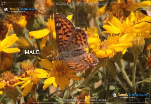 Thumbnail image #1 of the Nais Metalmark Butterfly