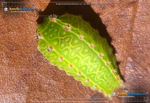 Thumbnail image #1 of the Nason's Slug Moth