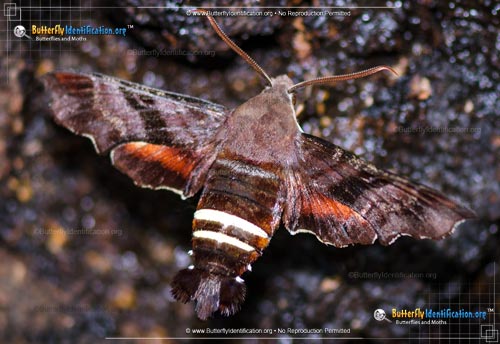 Thumbnail image #1 of the Nessus Sphinx Moth