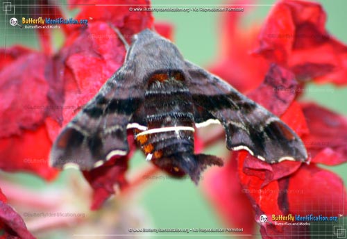 Thumbnail image #2 of the Nessus Sphinx Moth