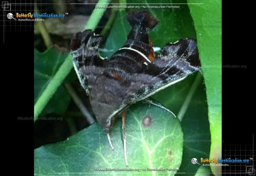 Thumbnail image #4 of the Nessus Sphinx Moth