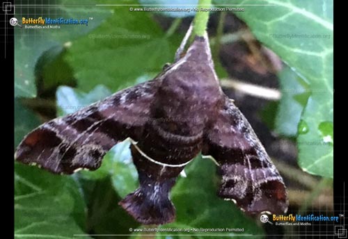 Thumbnail image #5 of the Nessus Sphinx Moth