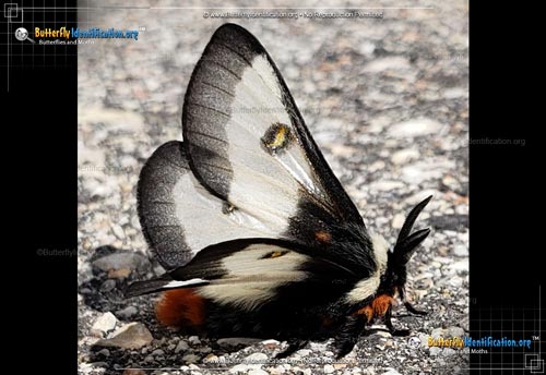 Thumbnail image #2 of the Nevada Buck Moth