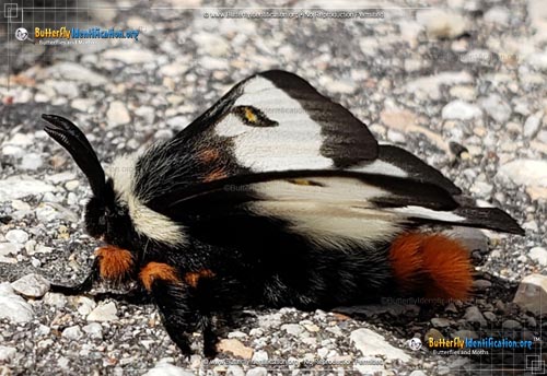 Thumbnail image #3 of the Nevada Buck Moth