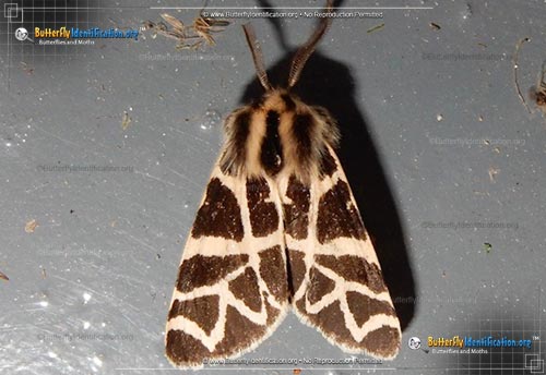Thumbnail image #1 of the Nevada Tiger Moth