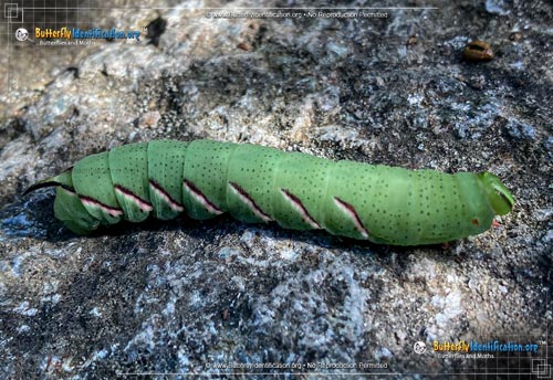 Thumbnail caterpillar image of the Northern Apple Sphinx