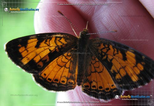 Thumbnail image #1 of the Northern Crescent Butterfly