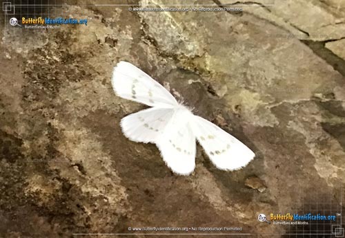 Thumbnail image #1 of the Northern Eudeilinia Moth