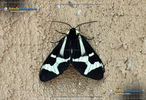 Thumbnail image #1 of the Northern Giant Flag Moth