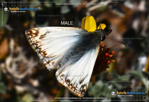 Thumbnail image #1 of the Northern White-Skipper