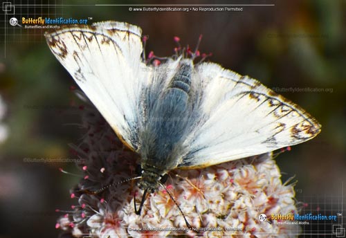 Thumbnail image #3 of the Northern White-Skipper