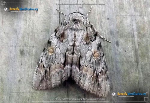 Thumbnail image #1 of the Oldwife Underwing
