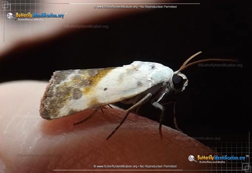 Thumbnail image #1 of the Olive-shaded Bird-dropping Moth