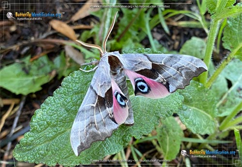 Thumbnail image #2 of the One-eyed Sphinx Moth