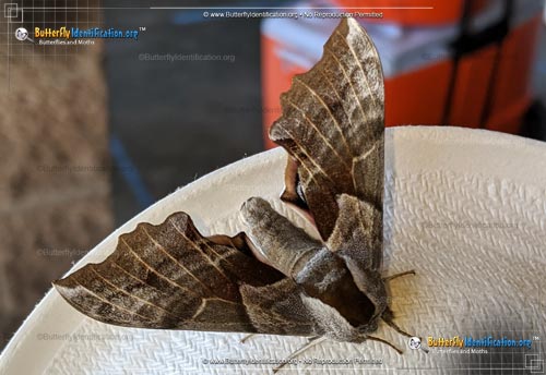 Thumbnail image #5 of the One-eyed Sphinx Moth