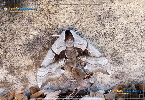 Thumbnail image #1 of the One-eyed Sphinx Moth