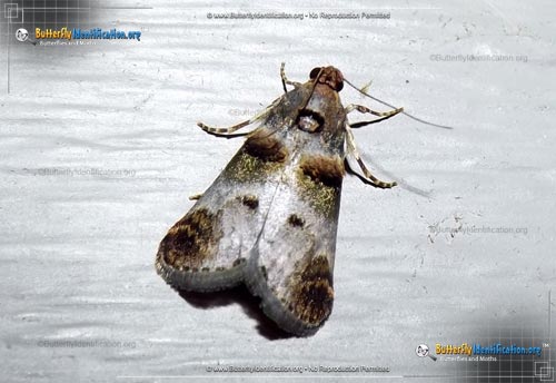 Thumbnail image #1 of the Orange-tufted Oneida Moth