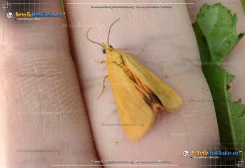 Thumbnail image #2 of the Orange Virbia Moth