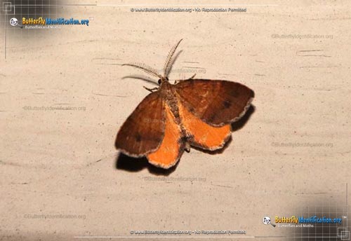 Thumbnail image #1 of the Orange Wing Moth