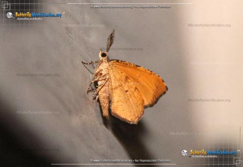 Thumbnail image #2 of the Orange Wing Moth