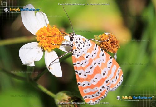 Thumbnail image #1 of the Ornate Bella Moth